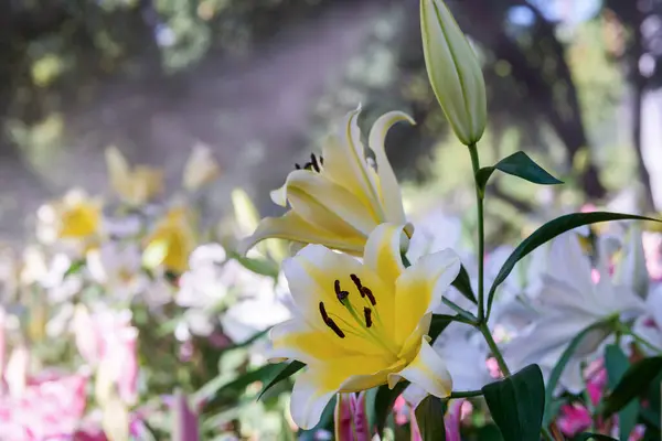 stock image Lily flowers bloom in the garden. Lilium longiflorum flowers on a green leaves background.