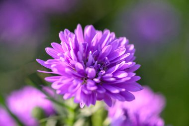 Bahçede güzel çiçek açan mor Aster çiçeği. Parlak mor astar çiçekleri.