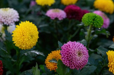 Pompon Dahlias Flowers in the Garden, beautiful pompon flower