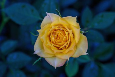 Bahçede yapraklarında su damlacıkları olan sarı bir gül çiçek açar. Güllerin Çiçeklerinin Kapanışı.