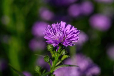 Bahçede güzel çiçek açan mor Aster çiçeği. Parlak mor astar çiçekleri.