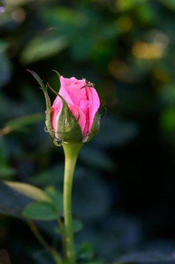 Bahçede yapraklarında su damlacıkları olan pembe bir gül açar. Güllerin Çiçeklerinin Kapanışı.