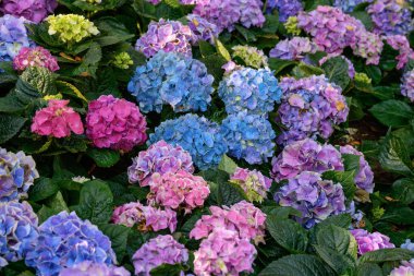 Chiang Mai, Tayland 'daki bahçede çiçek açan ortancalar. Ortanca çiçeği çalısı