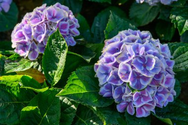 Chiang Mai, Tayland 'daki bahçede çiçek açan ortancalar. Ortanca çiçeği çalısı