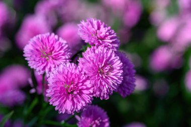 Bahçede güzel çiçek açan mor Aster çiçeği. Parlak mor astar çiçekleri.