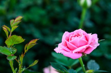 Bahçede yapraklarında su damlacıkları olan pembe bir gül açar. Güllerin Çiçeklerinin Kapanışı.