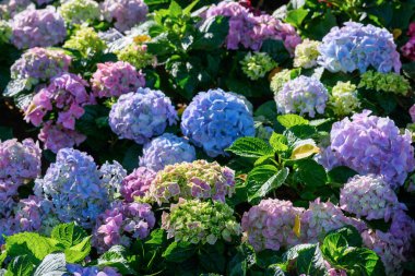 Chiang Mai, Tayland 'daki bahçede çiçek açan ortancalar. Ortanca çiçeği çalısı