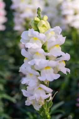 Antirrhinum majus ejder çiçeği diğer adıyla Snap Dragons ve Tagetes patula (Fransız kadife çiçekleri) bahçede çiçek açıyor..