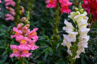 Antirrhinum majus ejder çiçeği diğer adıyla Snap Dragons ve Tagetes patula (Fransız kadife çiçekleri) bahçede çiçek açıyor..