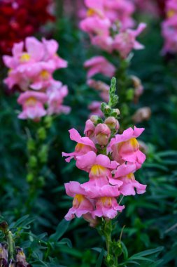 Antirrhinum majus ejder çiçeği diğer adıyla Snap Dragons ve Tagetes patula (Fransız kadife çiçekleri) bahçede çiçek açıyor..