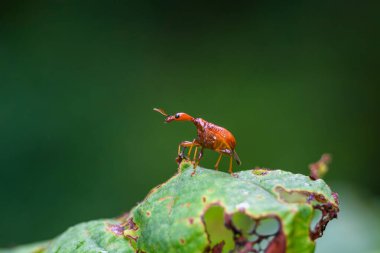 Zürafa Buğday Böceği Tayland ve Güneydoğu Asya 'da yaprağın üzerinde gerçek bir böcek var..