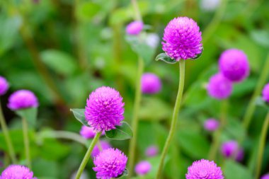 Bahçede çiçek açan Globe amaranth veya Gomphrena globosa çiçeği. Küresel çiçek kasten şehir parkına ekilir. # Çiçekler çayırda sabah çiçek açıyor #