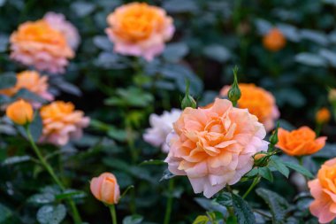 Tayland 'da, bahçede açan Gül Çiçeği Spreyi. Sprey Güllerin Çiçeklerinin Kapanışı.