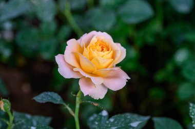 Tayland 'da, bahçede açan Gül Çiçeği Spreyi. Sprey Güllerin Çiçeklerinin Kapanışı.