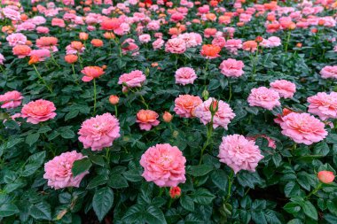 Tayland 'da, bahçede açan Gül Çiçeği Spreyi. Sprey Güllerin Çiçeklerinin Kapanışı.