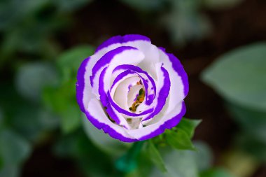 Bahçede yeşil yapraklı çiçek açan Lisianthus çiçekleri. Lisianthus Çiçeklerinin Kapanışı.