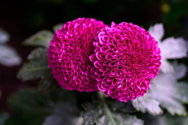 Pompon Dahlias Flowers in the Garden, beautiful pompon flower