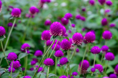 Bahçede çiçek açan Globe amaranth veya Gomphrena globosa çiçeği. Küresel çiçek kasten şehir parkına ekilir. # Çiçekler çayırda sabah çiçek açıyor #
