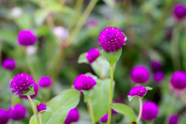 Bahçede çiçek açan Globe amaranth veya Gomphrena globosa çiçeği. Küresel çiçek kasten şehir parkına ekilir. # Çiçekler çayırda sabah çiçek açıyor #
