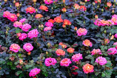 Tayland 'da, bahçede açan Gül Çiçeği Spreyi. Sprey Güllerin Çiçeklerinin Kapanışı.