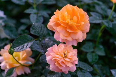 Tayland 'da, bahçede açan Gül Çiçeği Spreyi. Sprey Güllerin Çiçeklerinin Kapanışı.