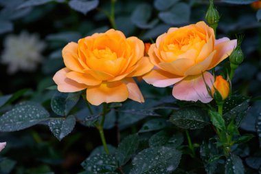 Tayland 'da, bahçede açan Gül Çiçeği Spreyi. Sprey Güllerin Çiçeklerinin Kapanışı.