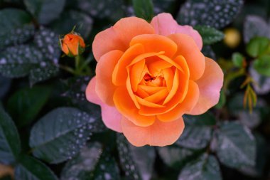 Tayland 'da, bahçede açan Gül Çiçeği Spreyi. Sprey Güllerin Çiçeklerinin Kapanışı.