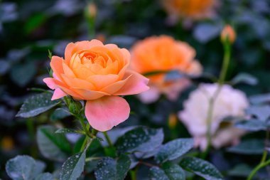 Tayland 'da, bahçede açan Gül Çiçeği Spreyi. Sprey Güllerin Çiçeklerinin Kapanışı.
