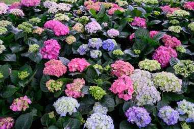 Chiang Mai, Tayland 'daki bahçede çiçek açan ortancalar.