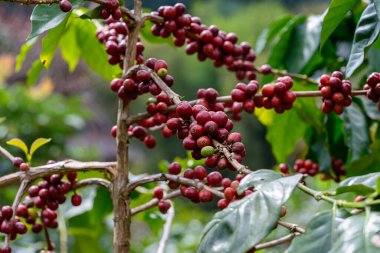 Tayland 'ın kuzeyindeki çiftlikte olgun böğürtlenli kahve ağacı. Taze kahve çekirdeği.