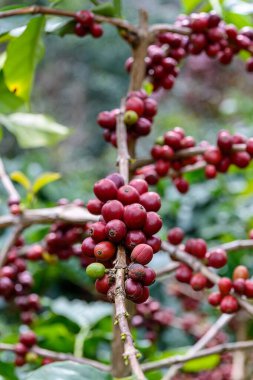 Tayland 'ın kuzeyindeki çiftlikte olgun böğürtlenli kahve ağacı. Taze kahve çekirdeği.