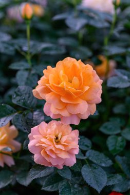 Tayland 'da, bahçede açan Gül Çiçeği Spreyi. Sprey Güllerin Çiçeklerinin Kapanışı.