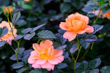 Tayland 'da, bahçede açan Gül Çiçeği Spreyi. Sprey Güllerin Çiçeklerinin Kapanışı.
