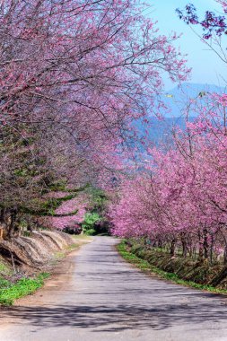 Vahşi Himalaya kirazı (Prunus cerasoides) veya Tayland 'ın Chiang mai şehrindeki dev kaplan çiçeği.
