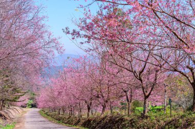 Vahşi Himalaya kirazı (Prunus cerasoides) veya Tayland 'ın Chiang mai şehrindeki dev kaplan çiçeği.