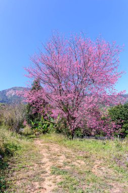 Blossom of Wild Himalayan Cherry (Prunus cerasoides) or Giant tiger flower in Chiang mai, Thailand. clipart