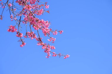 Çiçeği yabani Himalaya kiraz (Prunus cerasoides) veya dev kaplan çiçek mavi gökyüzü arka plan içinde Chiang mai, Tayland.