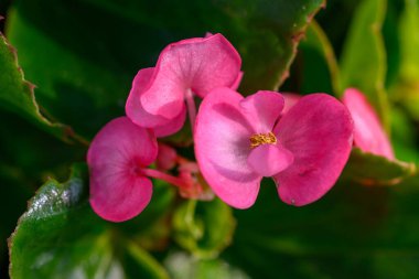 Bahçede açan yakın plan pembe Begonya çiçeği. Begoniaceae ailesi. Açık havada, ışık altında çekilmiş bir çiçek..