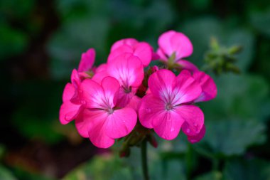 Yakın plan Pembe Geranium çiçekleri yeşil arka planda. Geranium 'un çiçek açan dalı.