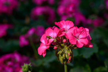 Yakın plan Pembe Geranium çiçekleri yeşil arka planda. Geranium 'un çiçek açan dalı.