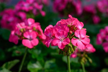 Yakın plan Pembe Geranium çiçekleri yeşil arka planda. Geranium 'un çiçek açan dalı.