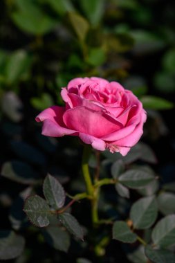 Bahçede açan Pembe Sprey Gül çiçeği. Açık havada, açık havada güller saçan bir çiçek..