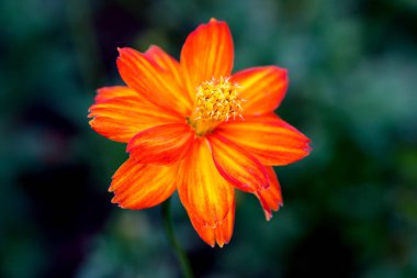 Yakın plan Orange Mexico aster ya da kozmos çiçeği bahçede çiçek açıyor, Asteraceae ailesi. Güzel Meksika paskalya çiçeği. Açık havada, ışık altında çekilmiş bir çiçek..
