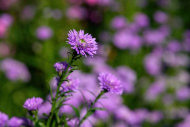 Bahçede güzel çiçek açan mor Aster çiçeği. Parlak mor astar çiçekleri.