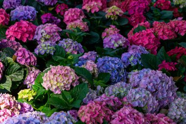 Bahçedeki güzel çiçek açan ortancalar. Bahçede çiçekler. 