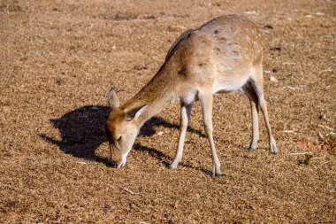 Geyik tarlada otların tepesini beslerken görüldü. Güzel benekli bir geyik doğal bir açık hava manzarası..