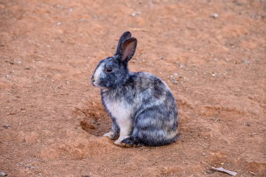 Cute Cottontail Rabbit hare sitting on floor. Hare enjoying its natural at land clipart