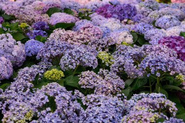Bahçedeki güzel çiçek açan ortancalar. Bahçede çiçekler. 