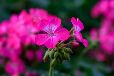 Yakın plan Pembe Geranium çiçekleri yeşil arka planda. Geranium 'un çiçek açan dalı.