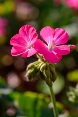 Yakın plan Pembe Geranium çiçekleri yeşil arka planda. Geranium 'un çiçek açan dalı.